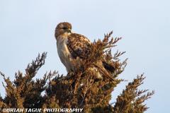 Red-tailedHawk-434 9305-150-4