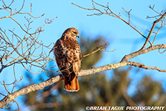Red-tailedHawk-449_5345-150-4