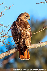 Red-tailedHawk-449_5345-crp1-150-4