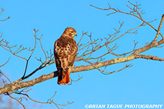 Red-tailedHawk-449_5392-150-4