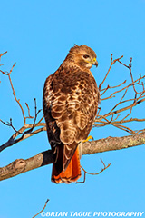 Red-tailedHawk-449_5392-crp1-150-4