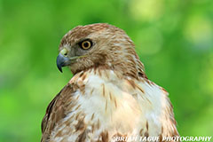 Red-tailedHawk-451_0574-crp1-150-4