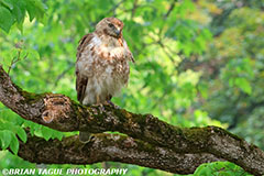 Red-tailedHawk-451_0596-crp1-150-4