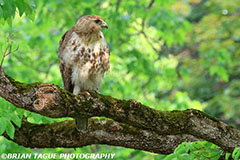 Red-tailedHawk-451_0629-crp1-150-4