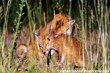 RedFoxes-496-10-150-4