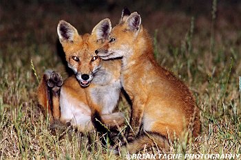 RedFoxes-496-14-150-4