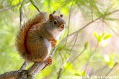 RedSquirrel-161 6156-crp1-150-4