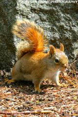 RedSquirrel-161 6164-crp1-150-4