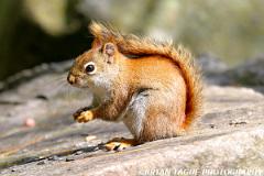 RedSquirrel-161 6175-150-4
