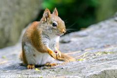 RedSquirrel-161 6181-150-4