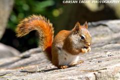 RedSquirrel-161 6182-150-4