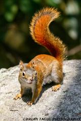 RedSquirrel-426 1508-crp1-150-4