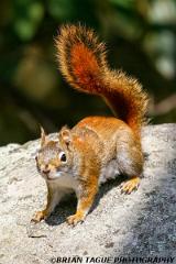 RedSquirrel-426 1510-crp1-150-4