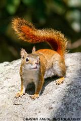 RedSquirrel-426 1513-crp1-150-4