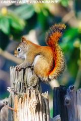 RedSquirrel-675-12-150-4
