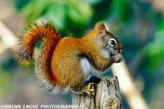 RedSquirrel-675-13-150-4
