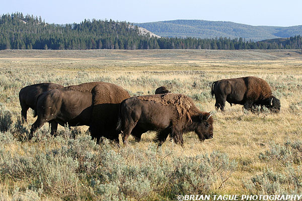 Yellowstone - Bison
