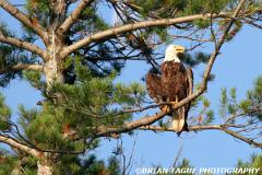 BaldEagle-422 2281-crp1-150-4