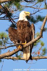 BaldEagle-422 2281-crp3-150-4