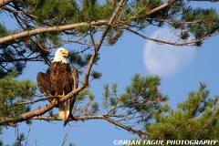 BaldEagle-422 2288-crp1-150-4