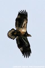 BaldEagle-422 9055-crp1-150-4