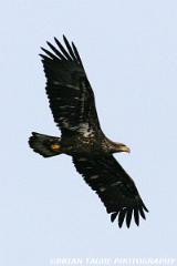 BaldEagle-423 0083-crp1-150-4