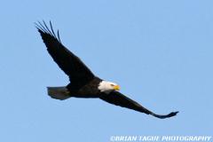 BaldEagle-423 0437-crp1-150-4