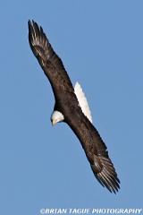 BaldEagle-423 0447-crp1-150-4