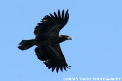 BaldEagle-423 0490-crp1-150-4