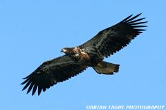 BaldEagle-423 0711-crp1-150-4