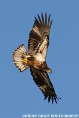 BaldEagle-423 2481-crp1-150-4