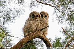 BarredOwlChicks-425 7554-150-4