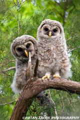 BarredOwlChicks-425 7573-150-4