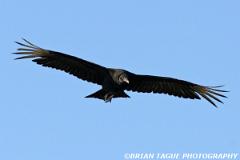 BlackVulture-425 6720-150-4