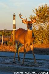 FireIslandLight-374 7451-150-4