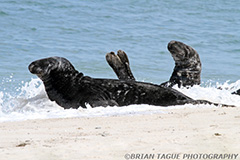GraySeals-433_6747-150-4