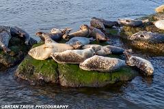 HarborSeals-202402 0875-crp2-150-6