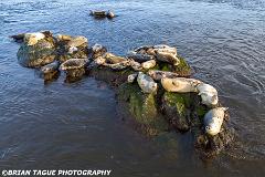 HarborSeals-202402 0882-crp1-150-6