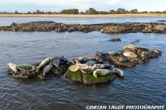 HarborSeals-402 0874-150-4