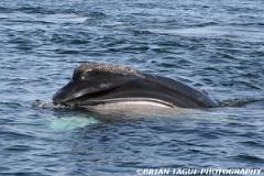 NorthAtlanticRightWhale-421 4557-150-4