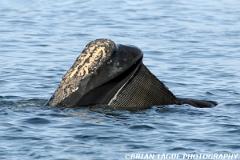 NorthAtlanticRightWhale-422 4524-150-4