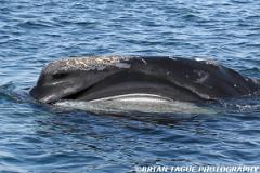 NorthAtlanticRightWhale-422 4562-150-4