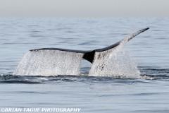 NorthAtlanticRightWhale-423 3731-150-4
