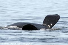 NorthAtlanticRightWhale-423 3764-150-4