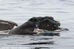 NorthAtlanticRightWhale-423 3795-crp1-150-4