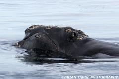 NorthAtlanticRightWhale-423 3869-crp1-150-4