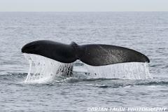NorthAtlanticRightWhale-423 3947-150-4