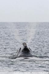 NorthAtlanticRightWhale-423 3965-crp1-150-4