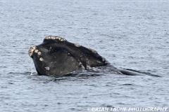 NorthAtlanticRightWhale-423 4019-crp1-150-4