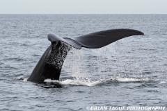 NorthAtlanticRightWhale-423 4182-crp1-150-4